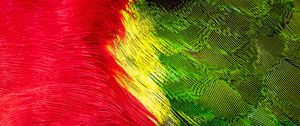 Preview wallpaper parrot, feathers, colorful, bright, macro