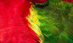 Preview wallpaper parrot, feathers, colorful, bright, macro