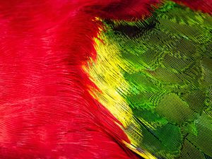 Preview wallpaper parrot, feathers, colorful, bright, macro