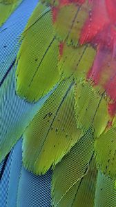 Preview wallpaper parrot, feathers, colorful, macro