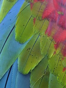 Preview wallpaper parrot, feathers, colorful, macro