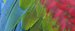 Preview wallpaper parrot, feathers, colorful, macro