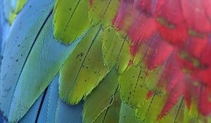 Preview wallpaper parrot, feathers, colorful, macro