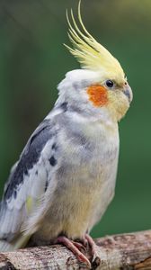 Preview wallpaper parrot, feathers, glance, macro, animal