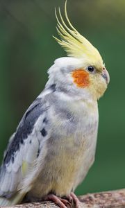 Preview wallpaper parrot, feathers, glance, macro, animal