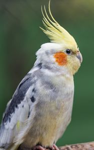 Preview wallpaper parrot, feathers, glance, macro, animal