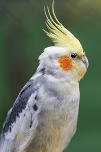 Preview wallpaper parrot, feathers, glance, macro, animal