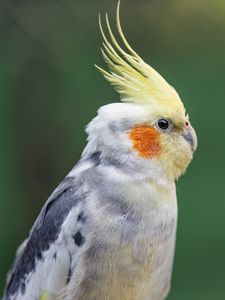 Preview wallpaper parrot, feathers, glance, macro, animal