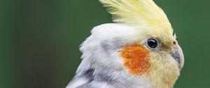Preview wallpaper parrot, feathers, glance, macro, animal