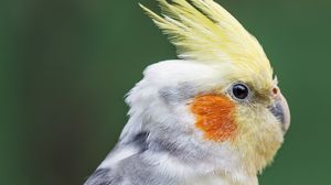 Preview wallpaper parrot, feathers, glance, macro, animal