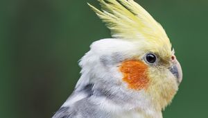 Preview wallpaper parrot, feathers, glance, macro, animal