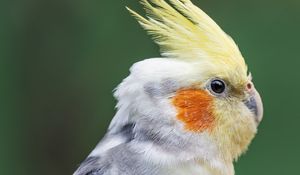Preview wallpaper parrot, feathers, glance, macro, animal
