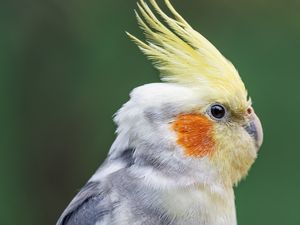 Preview wallpaper parrot, feathers, glance, macro, animal