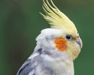 Preview wallpaper parrot, feathers, glance, macro, animal