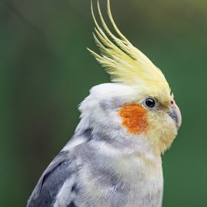 Preview wallpaper parrot, feathers, glance, macro, animal