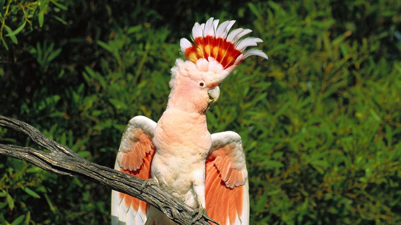 Wallpaper parrot, feathers, mane, beautiful, branch, sit