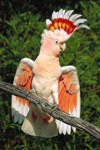 Preview wallpaper parrot, feathers, mane, beautiful, branch, sit