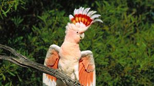 Preview wallpaper parrot, feathers, mane, beautiful, branch, sit