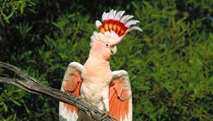 Preview wallpaper parrot, feathers, mane, beautiful, branch, sit