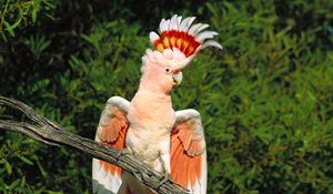 Preview wallpaper parrot, feathers, mane, beautiful, branch, sit