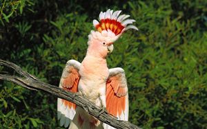 Preview wallpaper parrot, feathers, mane, beautiful, branch, sit