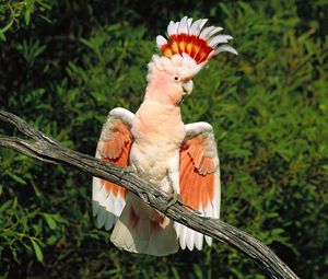 Preview wallpaper parrot, feathers, mane, beautiful, branch, sit