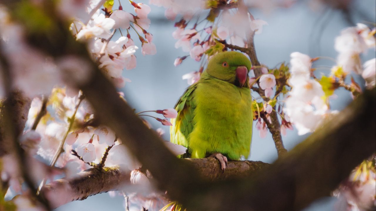 Wallpaper parrot, flowers, branches