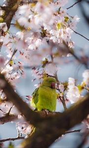 Preview wallpaper parrot, flowers, branches