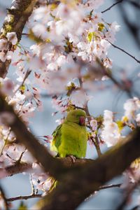 Preview wallpaper parrot, flowers, branches