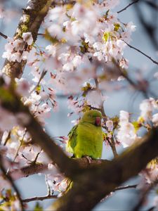 Preview wallpaper parrot, flowers, branches