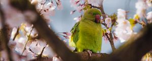 Preview wallpaper parrot, flowers, branches