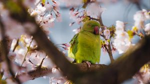 Preview wallpaper parrot, flowers, branches