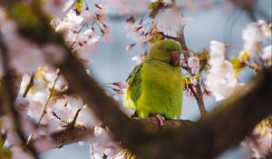 Preview wallpaper parrot, flowers, branches