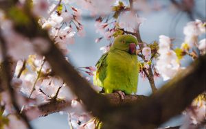 Preview wallpaper parrot, flowers, branches