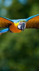 Preview wallpaper parrot, flying, bird, flapping, wings, blurring