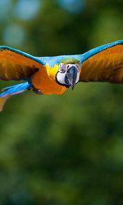 Preview wallpaper parrot, flying, bird, flapping, wings, blurring