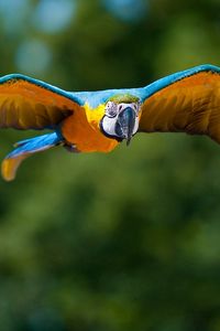 Preview wallpaper parrot, flying, bird, flapping, wings, blurring