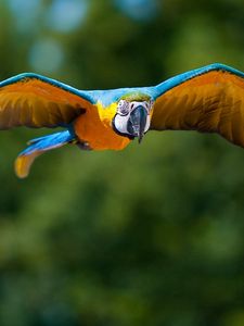 Preview wallpaper parrot, flying, bird, flapping, wings, blurring