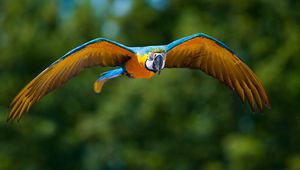 Preview wallpaper parrot, flying, bird, flapping, wings, blurring