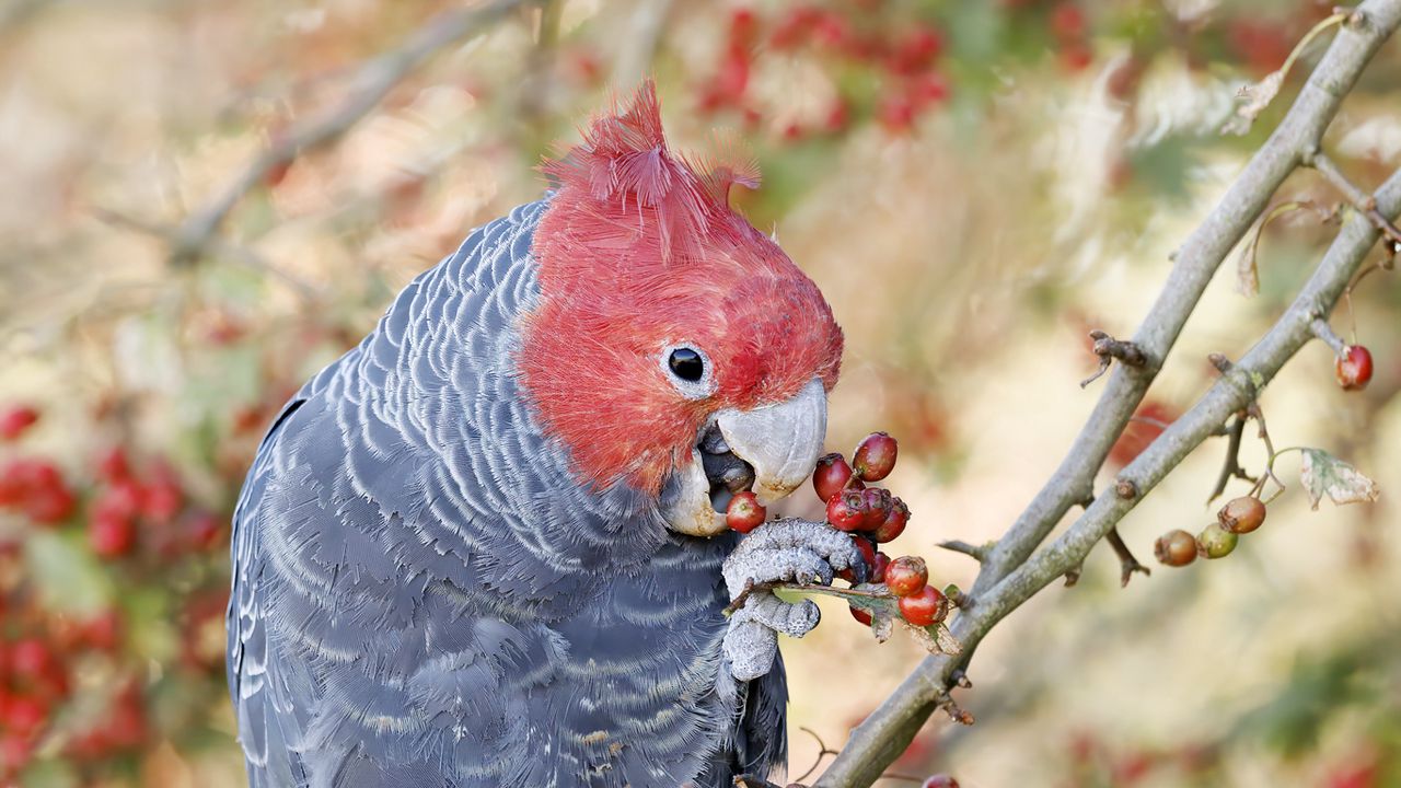 Wallpaper parrot, fruits, tree, branch, close-up, red
