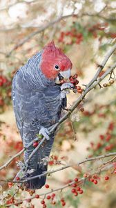 Preview wallpaper parrot, fruits, tree, branch, close-up, red