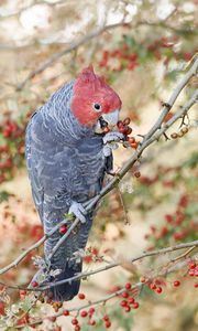 Preview wallpaper parrot, fruits, tree, branch, close-up, red