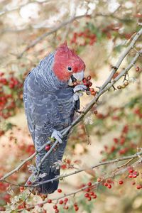 Preview wallpaper parrot, fruits, tree, branch, close-up, red
