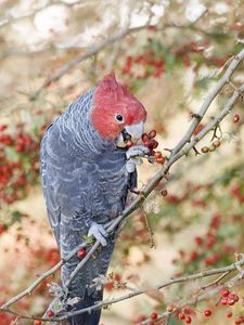 Preview wallpaper parrot, fruits, tree, branch, close-up, red