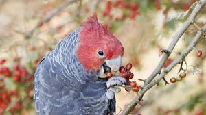 Preview wallpaper parrot, fruits, tree, branch, close-up, red