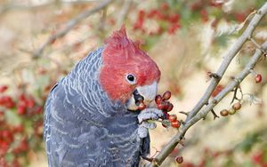Preview wallpaper parrot, fruits, tree, branch, close-up, red