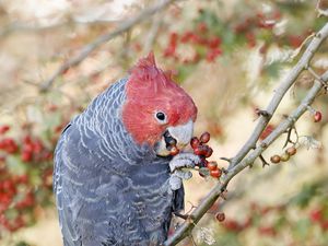 Preview wallpaper parrot, fruits, tree, branch, close-up, red