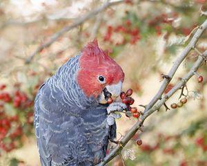 Preview wallpaper parrot, fruits, tree, branch, close-up, red