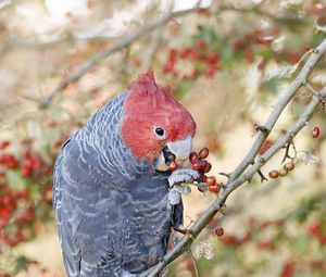 Preview wallpaper parrot, fruits, tree, branch, close-up, red