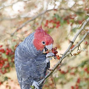 Preview wallpaper parrot, fruits, tree, branch, close-up, red